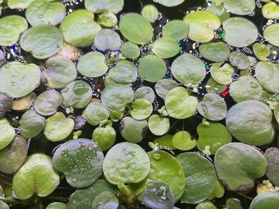 Live Floating Aquarium Plants - Frogbit