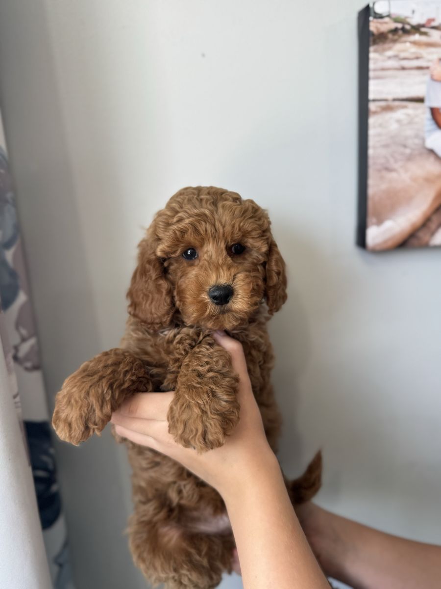 Darling Red Micro teacup goldendoodle, 9-12lbs, Teddy Bear faces