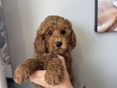 Darling Red Micro teacup goldendoodle, 9-12lbs, Teddy Bear faces