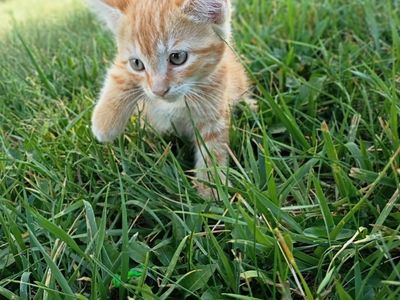 Kittens!