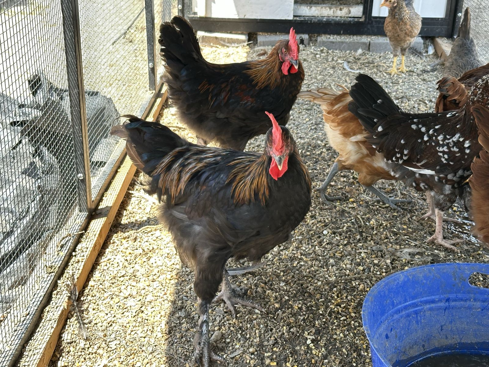 Free Roosters