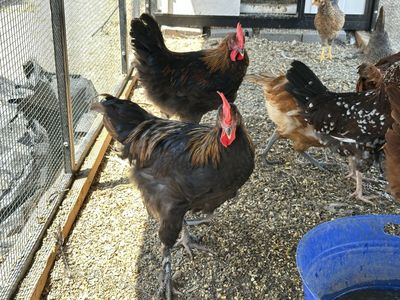 Free Roosters