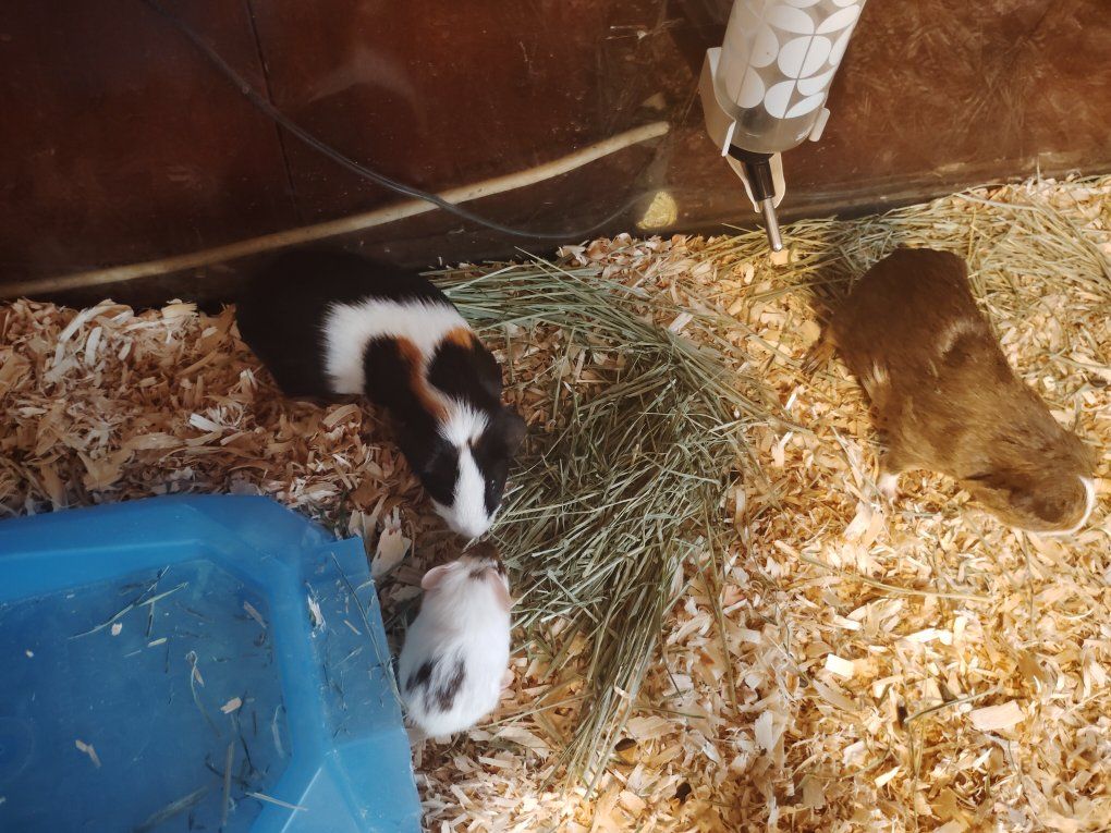 Guinea Pigs - Two Adorable Companions Ready for a New Home