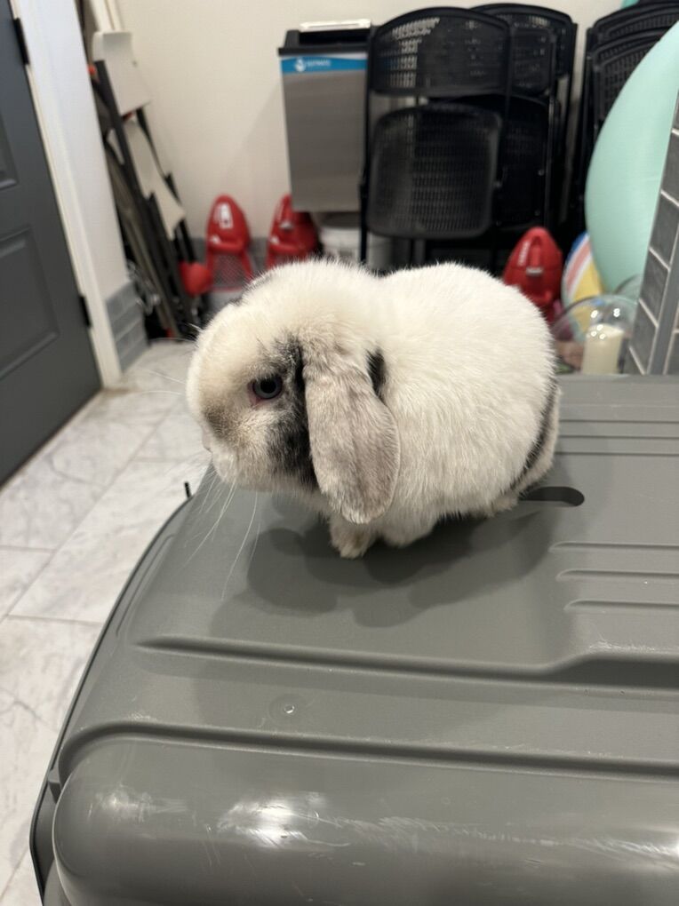 Purebred Holland Lops Coming Soon
