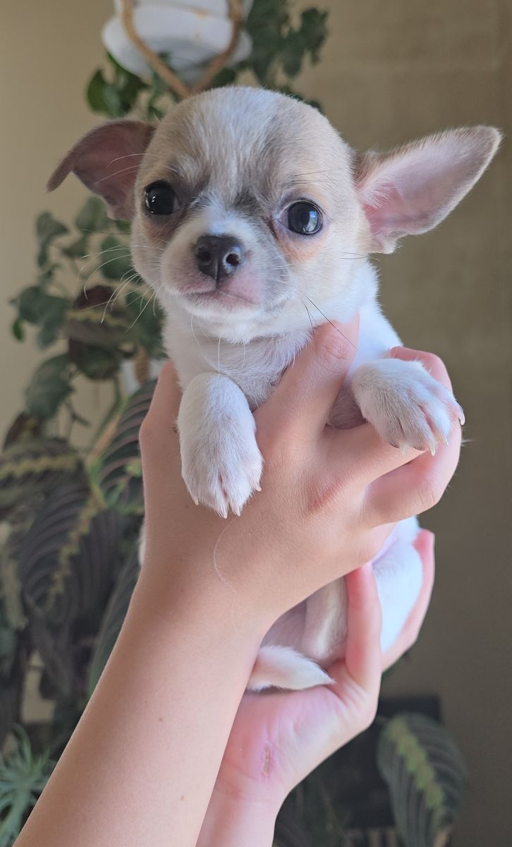 AKC Chihuahua Puppies!! Health tested parents