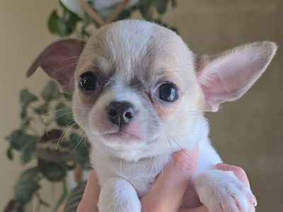 AKC Chihuahua Puppies!! Health tested parents