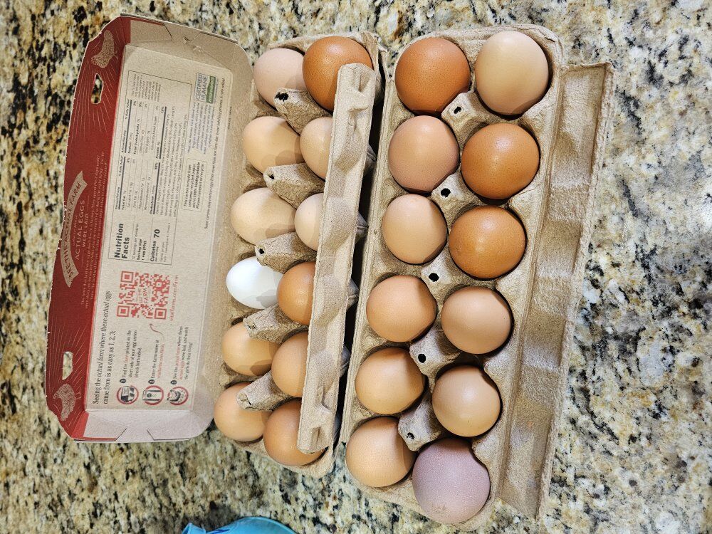 Chicken eggs -spoiled chickens!