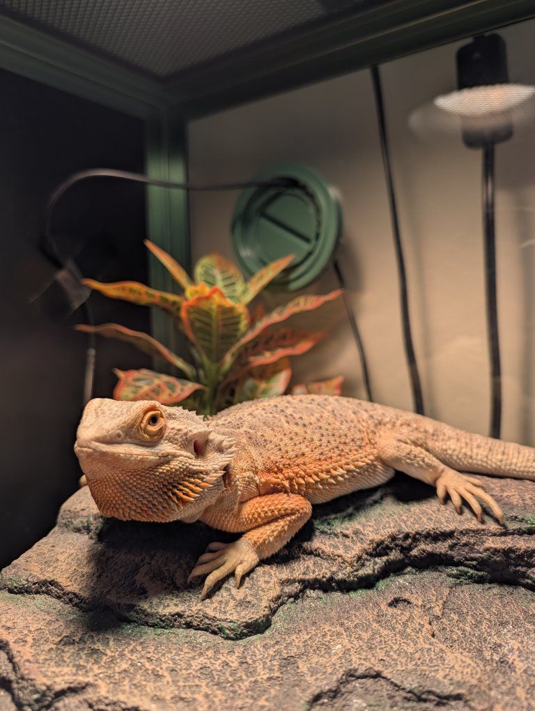 Bearded Dragon 8 months old