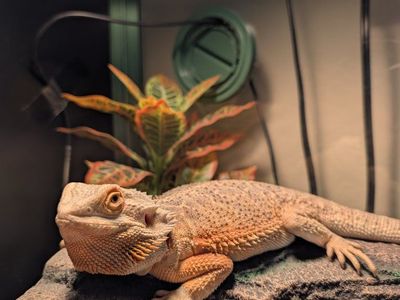 Bearded Dragon 8 months old