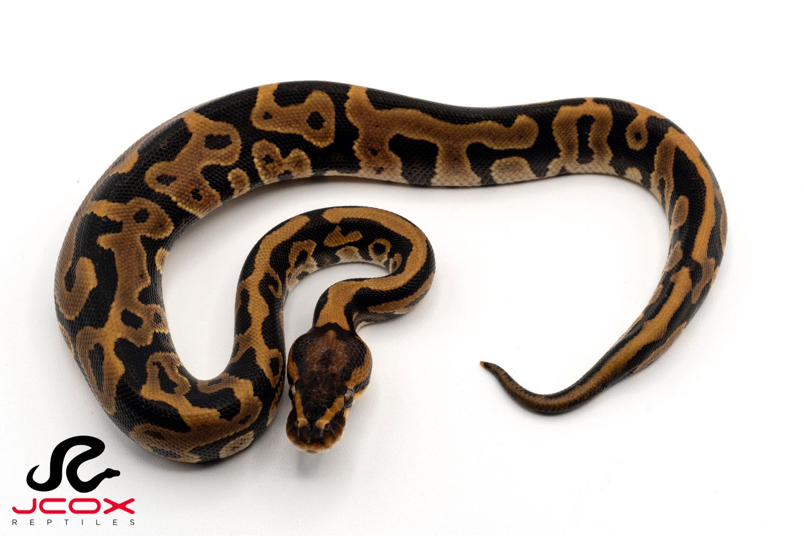 Leopard Hi OD het clown 66% het dg