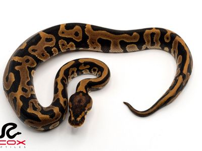 Leopard Hi OD het clown 66% het dg