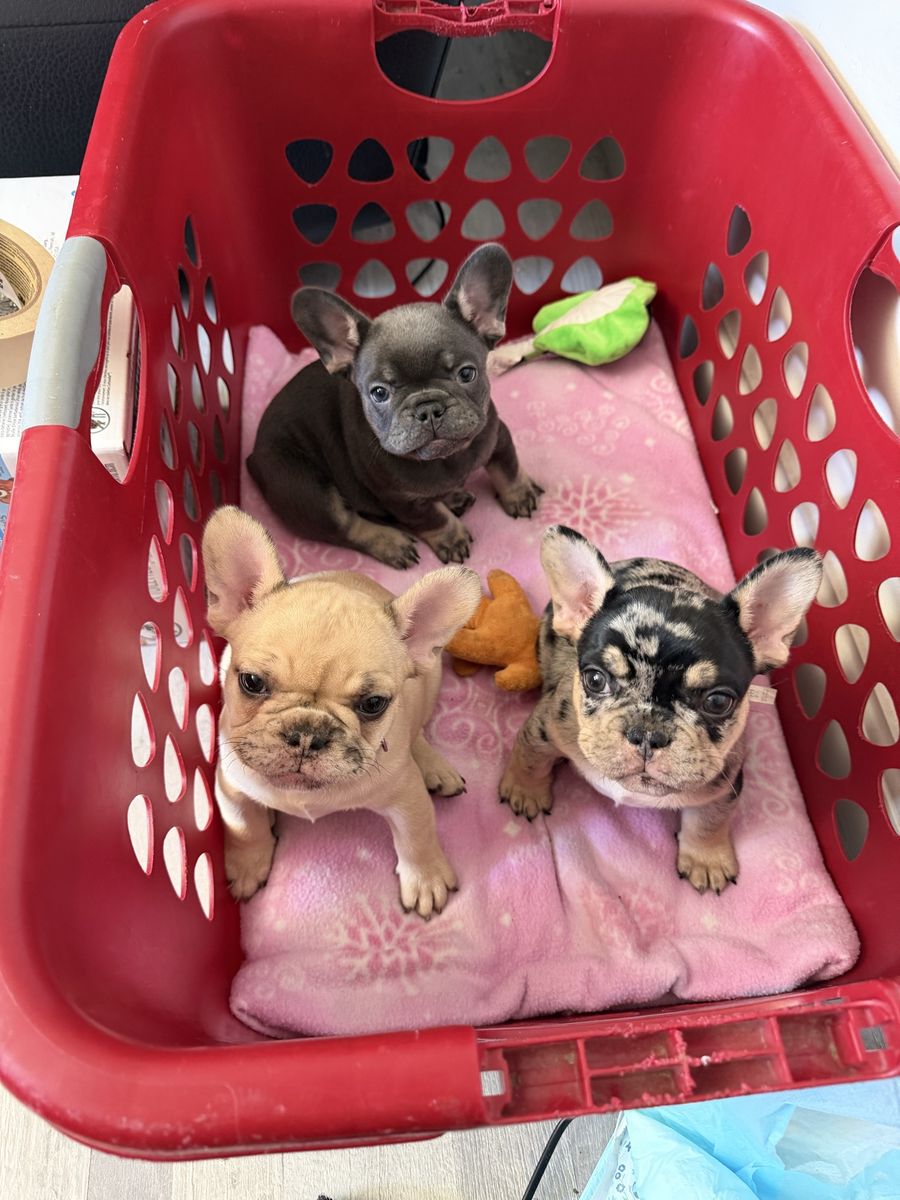 Adorable French Bulldog Puppies - Male & Female, Various Colors, Ready for New Homes