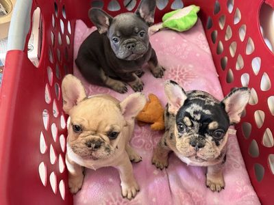 Adorable French Bulldog Puppies - Male & Female, Various Colors, Ready for New Homes