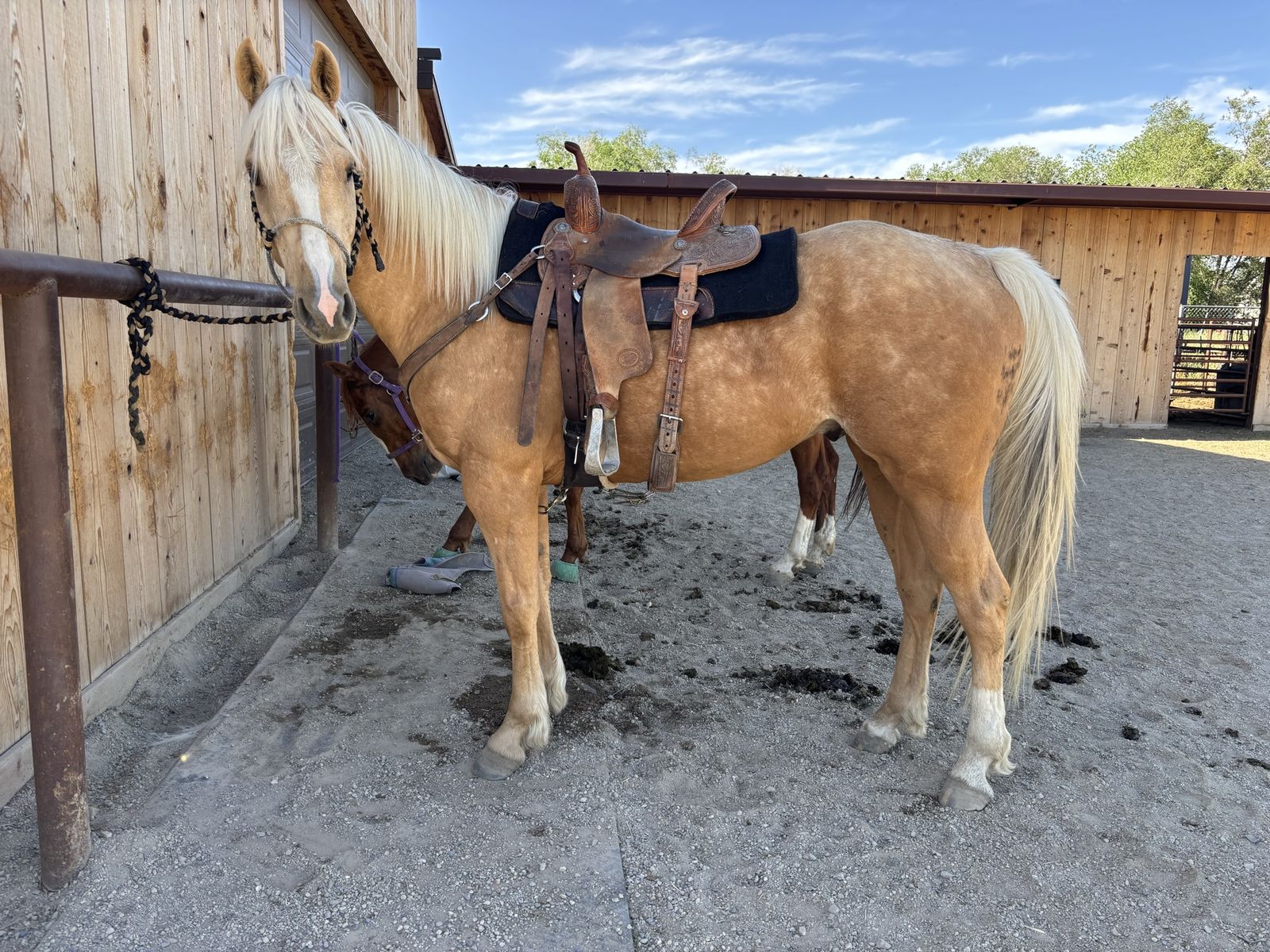 4 year old FF gelding
