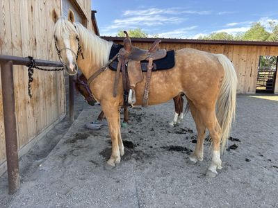 4 year old FF gelding