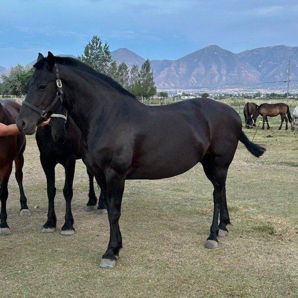 Rhino (Quafriesian grade mare)