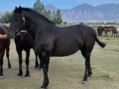 Rhino (Quafriesian grade mare)