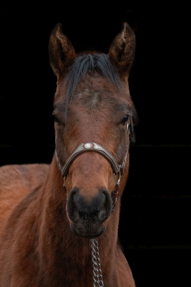 2024 AQHA Filly, Sunfrost/Running Bred