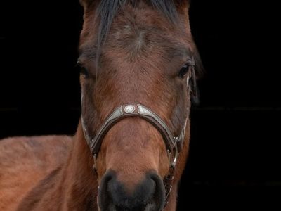 2024 AQHA Filly, Sunfrost/Running Bred