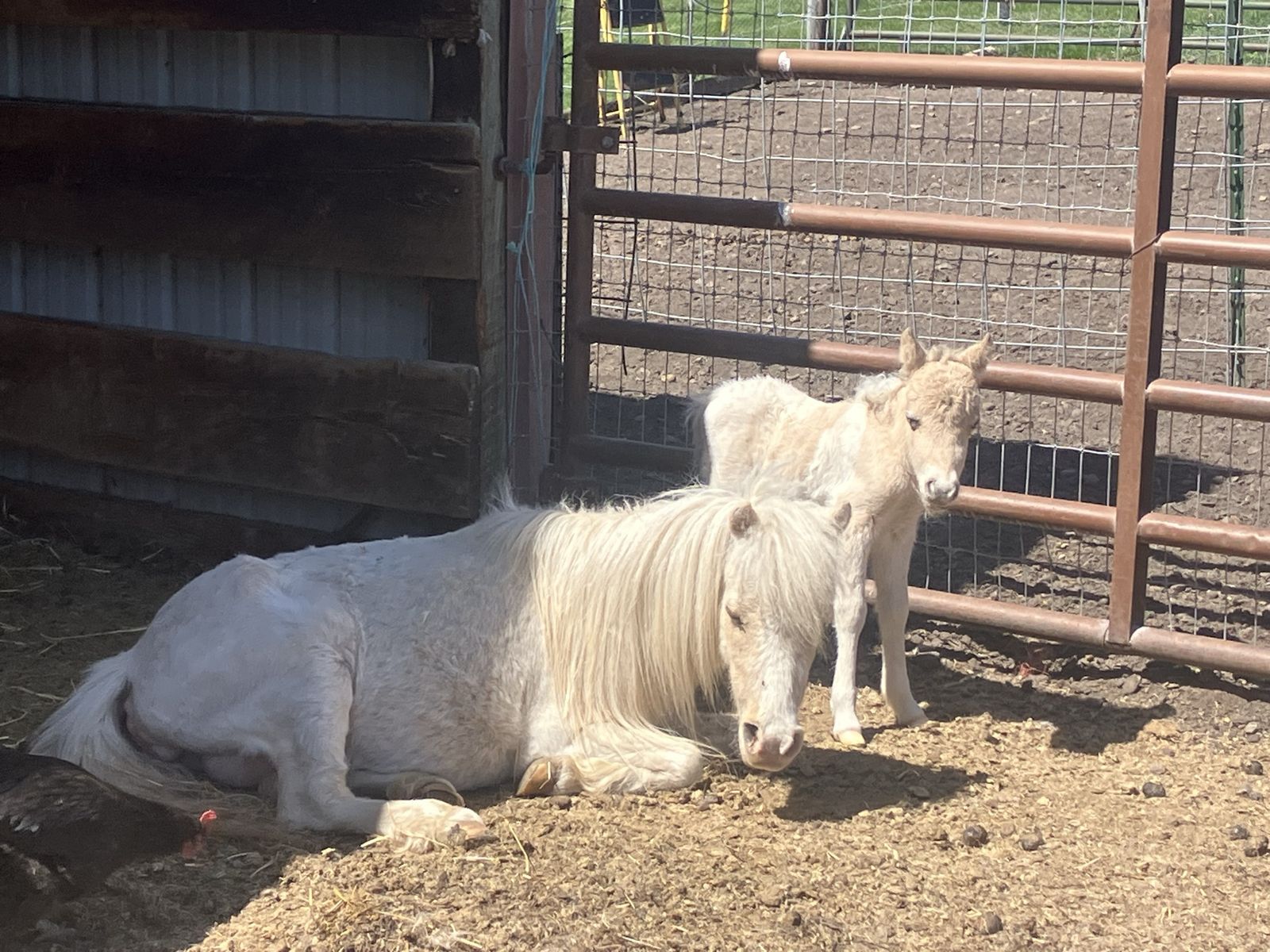 Double registered mini/ miniature filly pintaloossa.