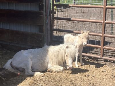 Double registered mini/ miniature filly pintaloossa.