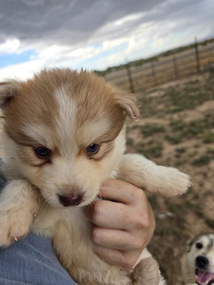Adorable Pomsky Puppies - Multiple Colors Available, Ready for Forever Homes