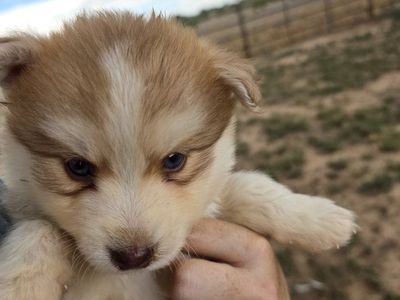 Adorable Pomsky Puppies - Multiple Colors Available, Ready for Forever Homes