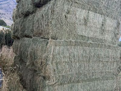 3rd Crop 3x4 Solid alfalfa