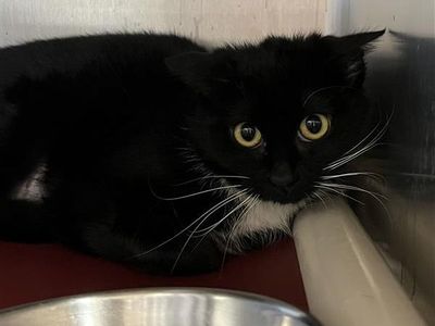 Hello my name is Goblin