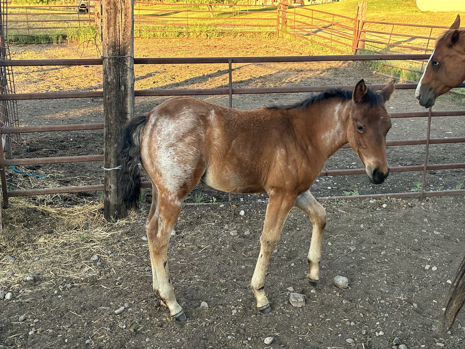 Aqha bay roan filly out of son of hired gun