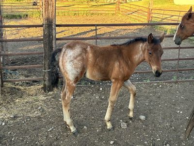 Aqha bay roan filly out of son of hired gun
