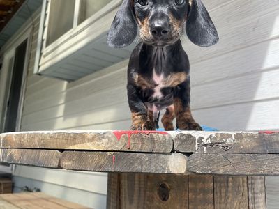 Dachshund