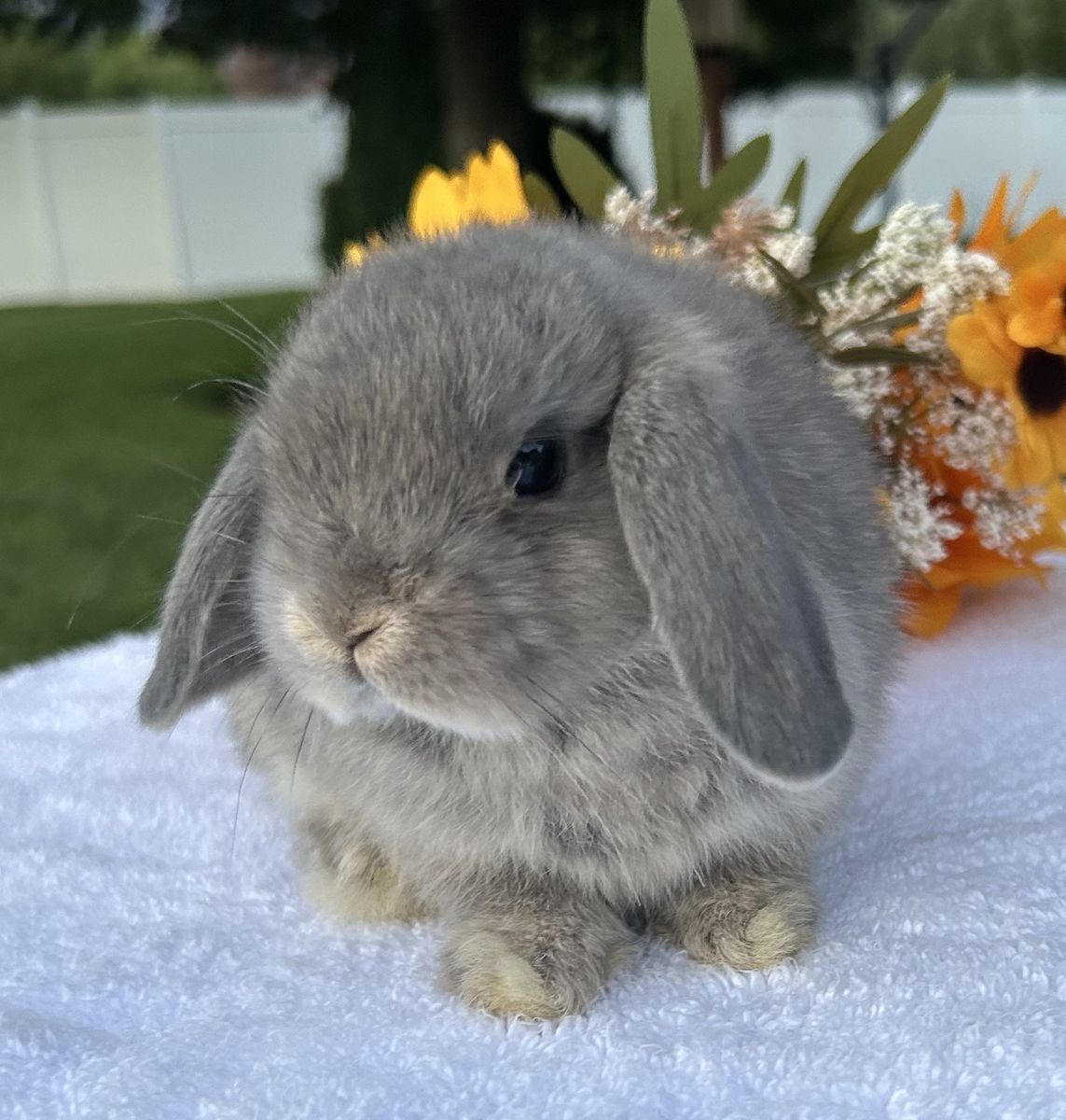 Tiny little Lilac Otter Purebred Holland Lop