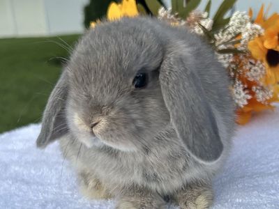 Tiny little Lilac Otter Purebred Holland Lop