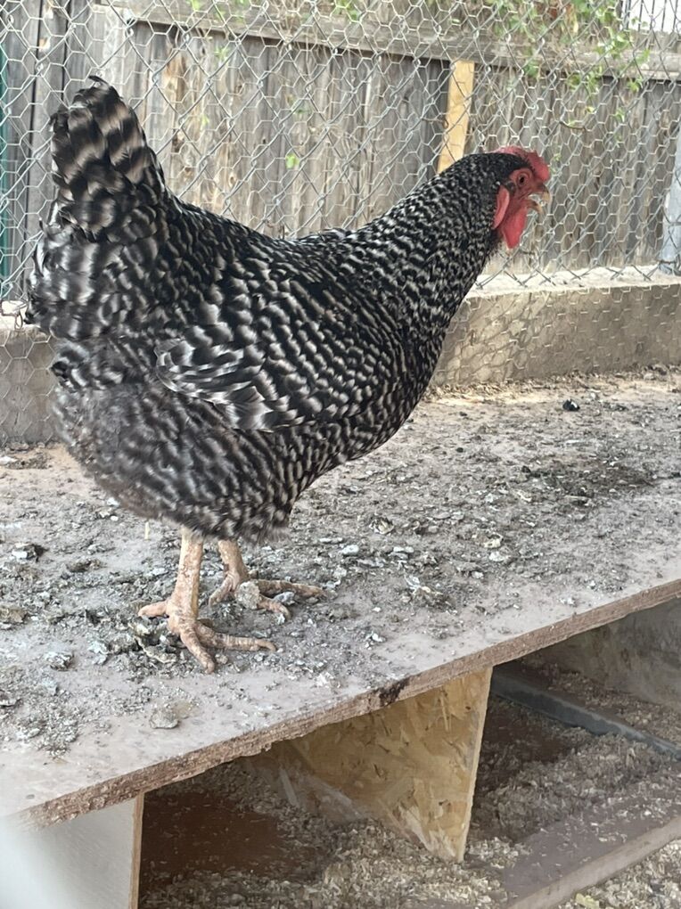 ISO Chickens