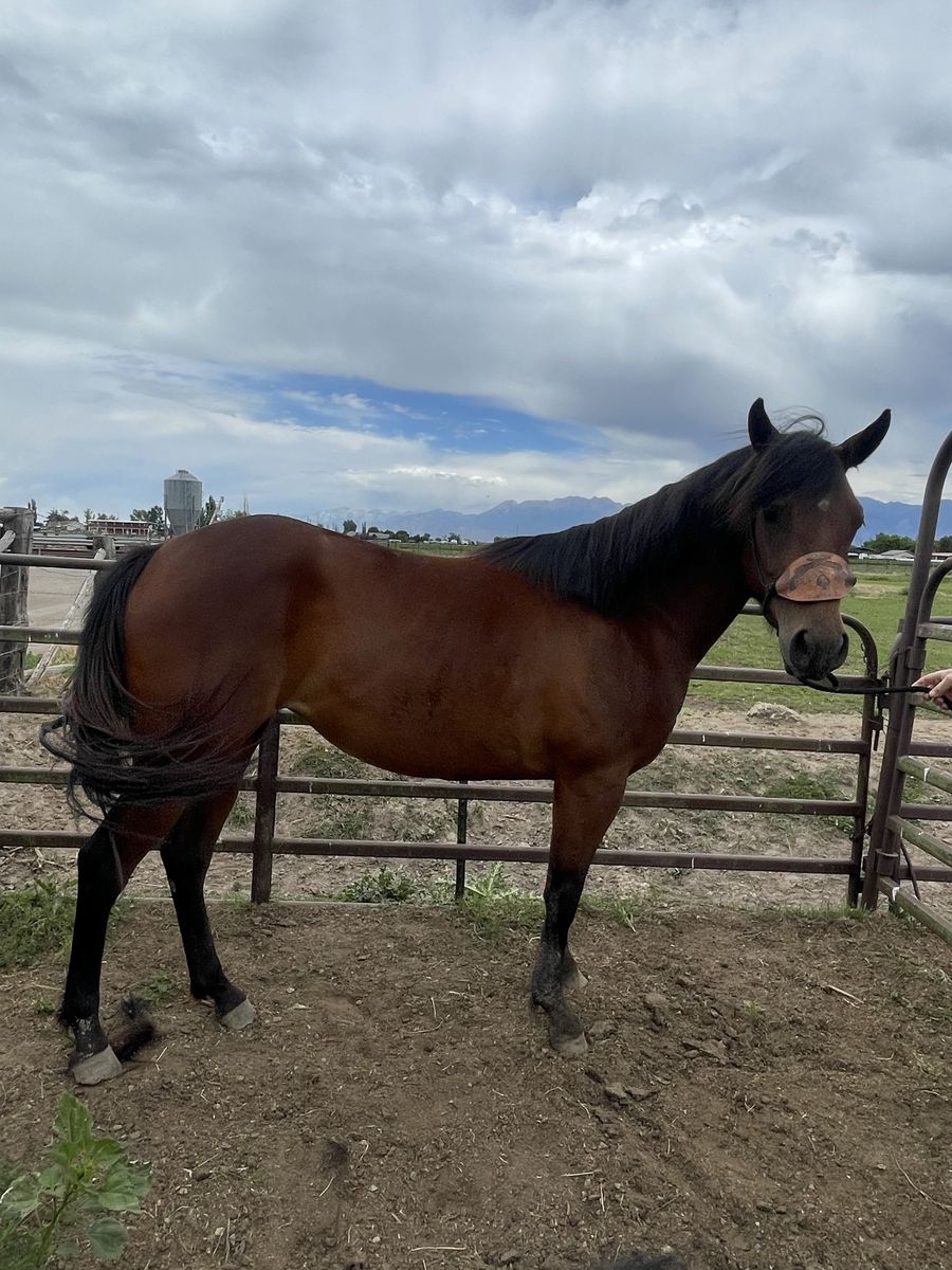 3 year old aqha mare