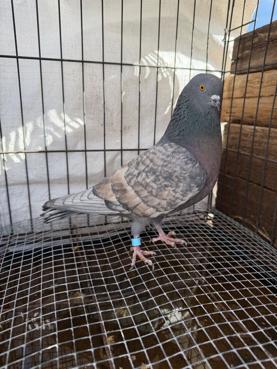 Birmingham roller pigeons
