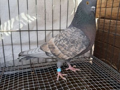 Birmingham roller pigeons