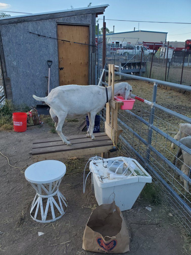 nubian milk goat