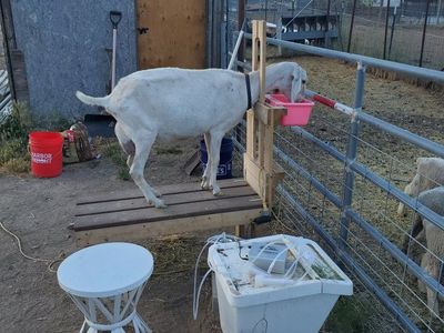 nubian milk goat