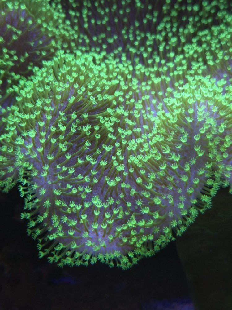 Huge neon green toadstool