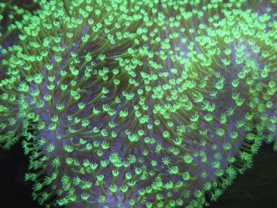 Huge neon green toadstool