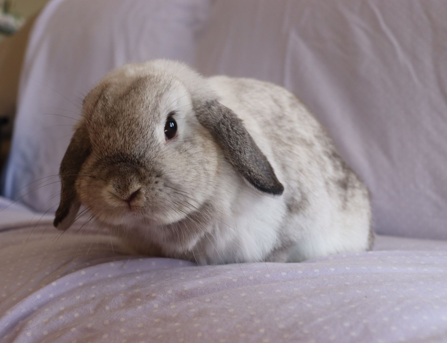 $200 Proven Frosty Holland Lop Doe with Pedigree