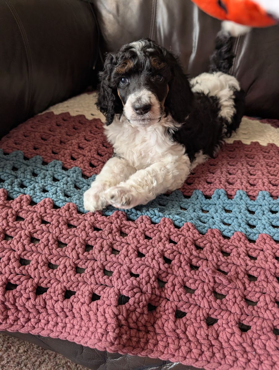 AKC Standard Poodle Puppies