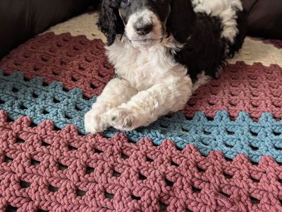 AKC Standard Poodle Puppies