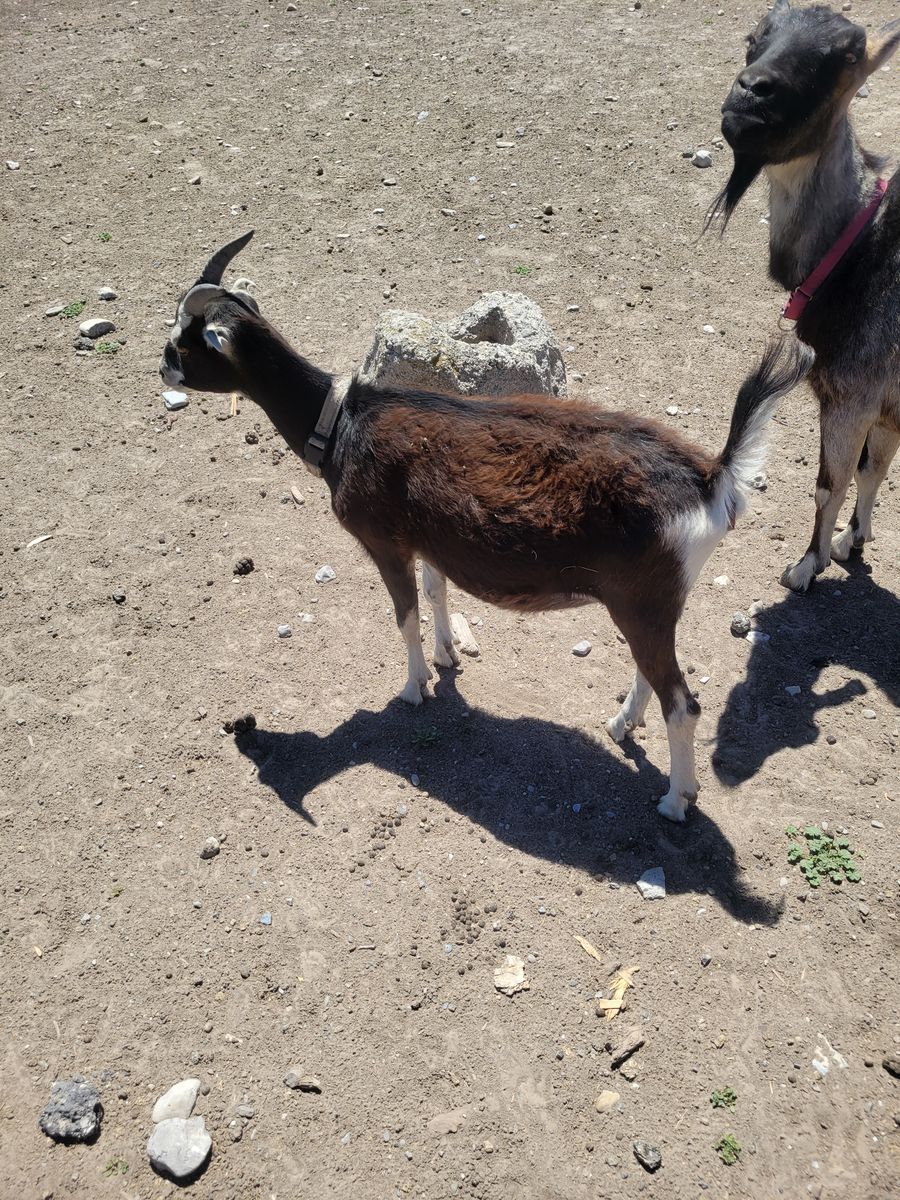 1 year old female lamancha-alpine cross goat