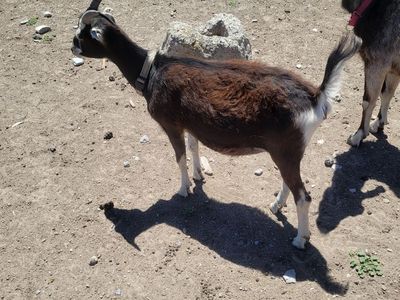 1 year old female lamancha-alpine cross goat