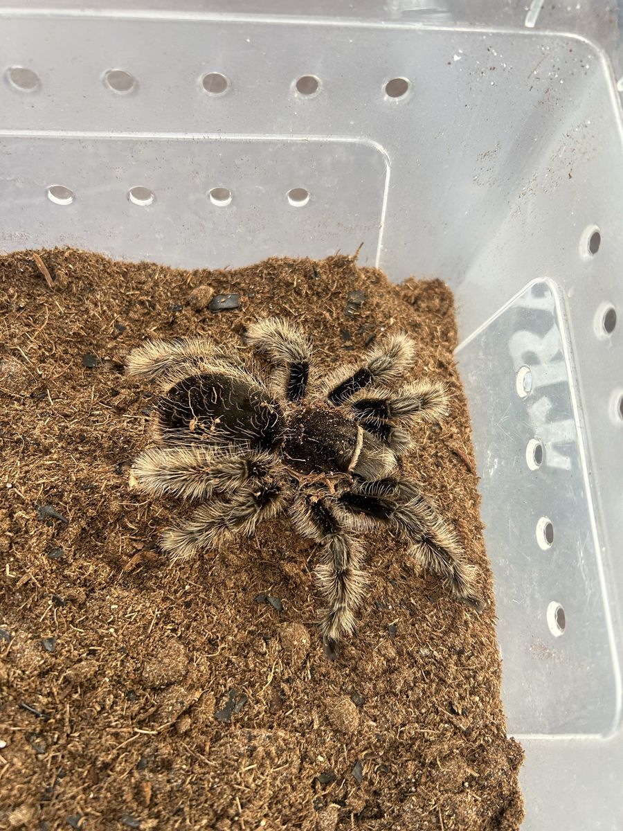 Curly hair tarantula