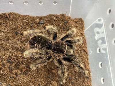 Curly hair tarantula