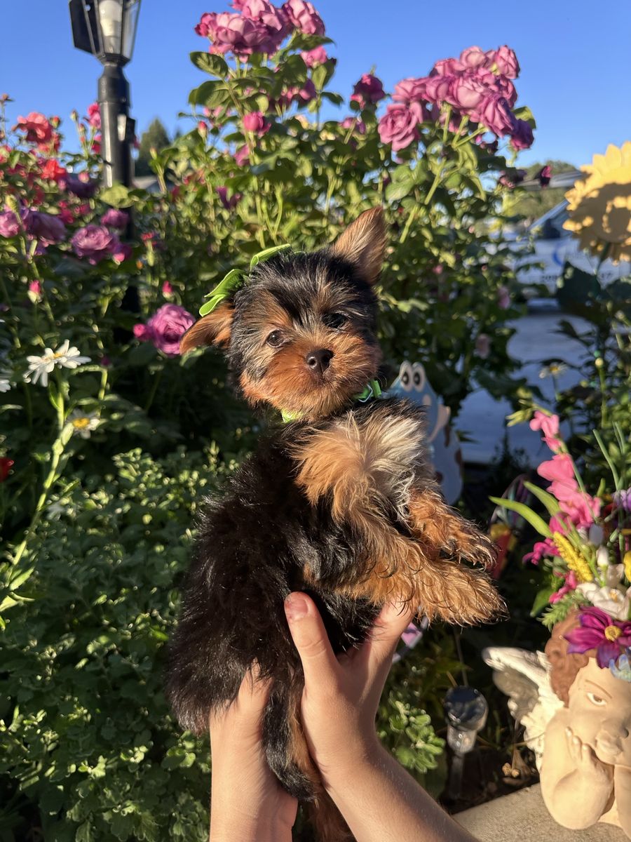 Yorkie puppies
